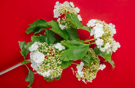 I Brought My Parijat Plant Online. Get To Know All About Plant Shopping