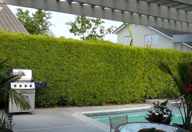 Modern Garden Designs Featuring Podocarpus Hedges Modern Garden Designs Featuring Podocarpus Hedges