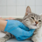 Buy Mounjaro Online UK: A Complete Price Comparison Guide Across Pharmacies