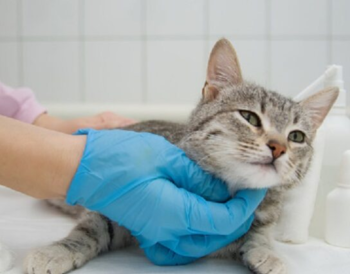 Key Considerations for Long-Term Cat Wellness and Population Control