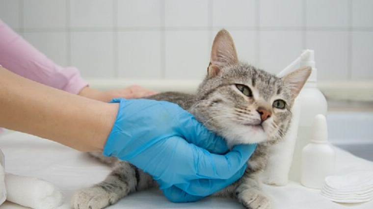Key Considerations for Long-Term Cat Wellness and Population Control