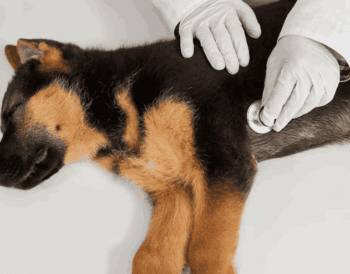 What Causes Sudden Paralysis in Dogs and What to Do?