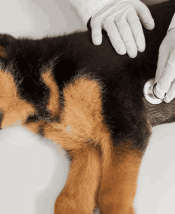What Causes Sudden Paralysis in Dogs and What to Do?